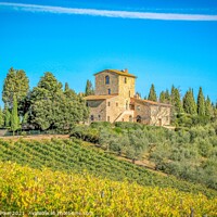Buy canvas prints of Tuscan Vineyard by Margaret Ryan