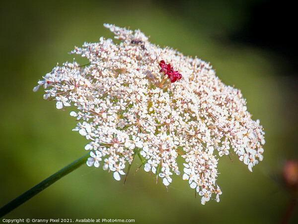 Queen Anne's Lace Picture Board by Margaret Ryan