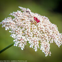 Buy canvas prints of Queen Anne's Lace by Margaret Ryan