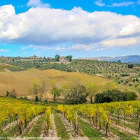 Buy canvas prints of Rural Tuscany by Margaret Ryan