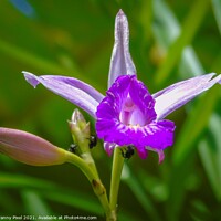 Buy canvas prints of Wild Orchid by Margaret Ryan