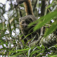 Buy canvas prints of Golden Bamboo Lemur by Margaret Ryan