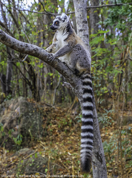 Ring-tailed lemur Picture Board by Margaret Ryan