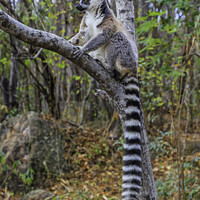 Buy canvas prints of Ring-tailed lemur by Margaret Ryan
