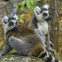 Buy canvas prints of Curious Pair of Ring-Tailed Lemurs in Madagascar by Margaret Ryan