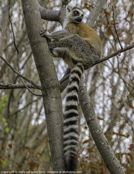 Madagascar's Mammalian Marvel Picture Board by Margaret Ryan