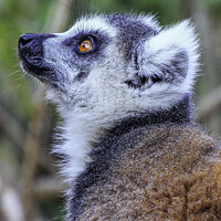 Buy canvas prints of The Enchanting Eyes of a Ring-Tailed Lemur by Margaret Ryan