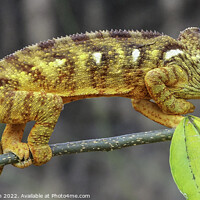 Buy canvas prints of Panther Chameleon by Margaret Ryan