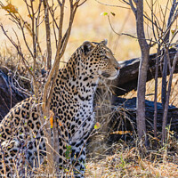 Buy canvas prints of Regal Leopard by Margaret Ryan