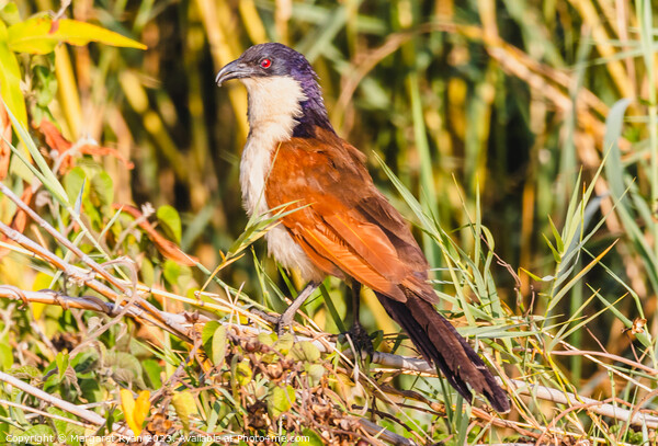 Senegal Coucal Picture Board by Margaret Ryan