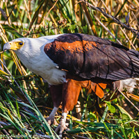 Buy canvas prints of African Fish Eagle by Margaret Ryan