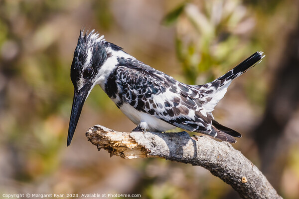 Observed Prey: Pied Kingfisher's Dive Picture Board by Margaret Ryan