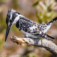Buy canvas prints of Observed Prey: Pied Kingfisher's Dive by Margaret Ryan