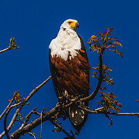 Buy canvas prints of African Fish Eagle by Margaret Ryan