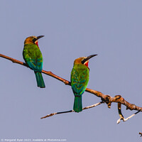 Buy canvas prints of White-fronted Bee-eaters by Margaret Ryan