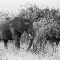 Buy canvas prints of Elephant Family by Margaret Ryan