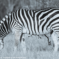 Buy canvas prints of Grazing Zebra by Margaret Ryan
