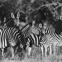Buy canvas prints of Plains Zebra Family  by Margaret Ryan