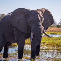 Buy canvas prints of African Savanna Elephant by Margaret Ryan