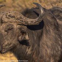 Buy canvas prints of African Buffalo by Margaret Ryan