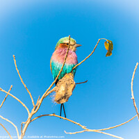 Buy canvas prints of Lilac-breasted roller by Margaret Ryan