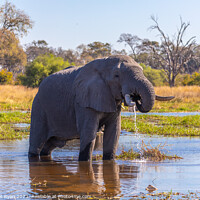 Buy canvas prints of Quenching a big thirst. by Margaret Ryan