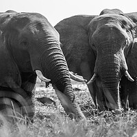 Buy canvas prints of African Elephants by Margaret Ryan