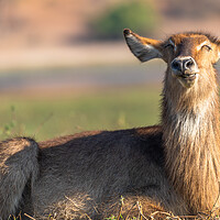 Buy canvas prints of I'm a happy waterbuck. by Margaret Ryan
