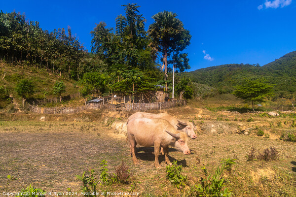 Livestock Farming in Laos Picture Board by Margaret Ryan