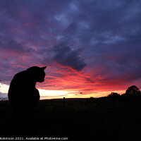 Buy canvas prints of Majestic Black Cat Gazing at the Sunset by Antony Robinson