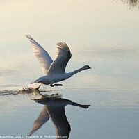 Buy canvas prints of Elegant Swan Takes Flight by Antony Robinson