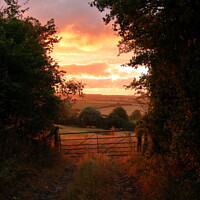 Buy canvas prints of Golden Hour in the Countryside by Antony Robinson