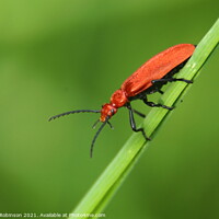 Buy canvas prints of The Fierce and Vibrant Red Soldier Beetle by Antony Robinson