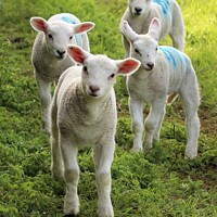 Buy canvas prints of Four curious spring lambs by Antony Robinson