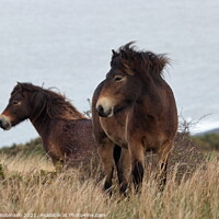 Buy canvas prints of Exmoor ponies braving the weather by Antony Robinson