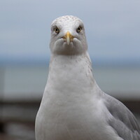 Buy canvas prints of Portrait of a seagull by Antony Robinson
