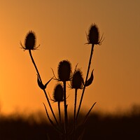 Buy canvas prints of Thistles at sunset by Antony Robinson