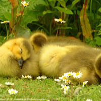 Buy canvas prints of Ducklings Asleep  by Les Schofield