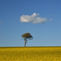 Buy canvas prints of Cloud Tree  Field  by Les Schofield