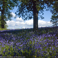 Buy canvas prints of Bluebells Woods by Les Schofield