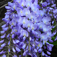 Buy canvas prints of Wisteria by Les Schofield