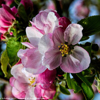 Buy canvas prints of Apple Blossom by Les Schofield