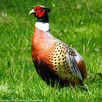 Buy canvas prints of Pheasant by Les Schofield
