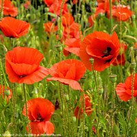 Buy canvas prints of Poppies by Les Schofield