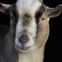Buy canvas prints of Billy The Goat  by Les Schofield