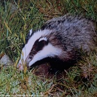 Buy canvas prints of Young badger by Les Schofield