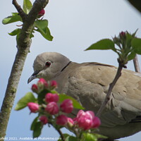 Buy canvas prints of Dove in a Apple tree by Les Schofield