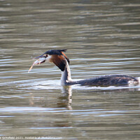 Buy canvas prints of Grebe Fish Supper  by Les Schofield