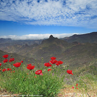 Buy canvas prints of Poppies in the Mountains by Les Schofield
