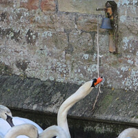 Buy canvas prints of Swans at Bishops Palace wells  by Les Schofield